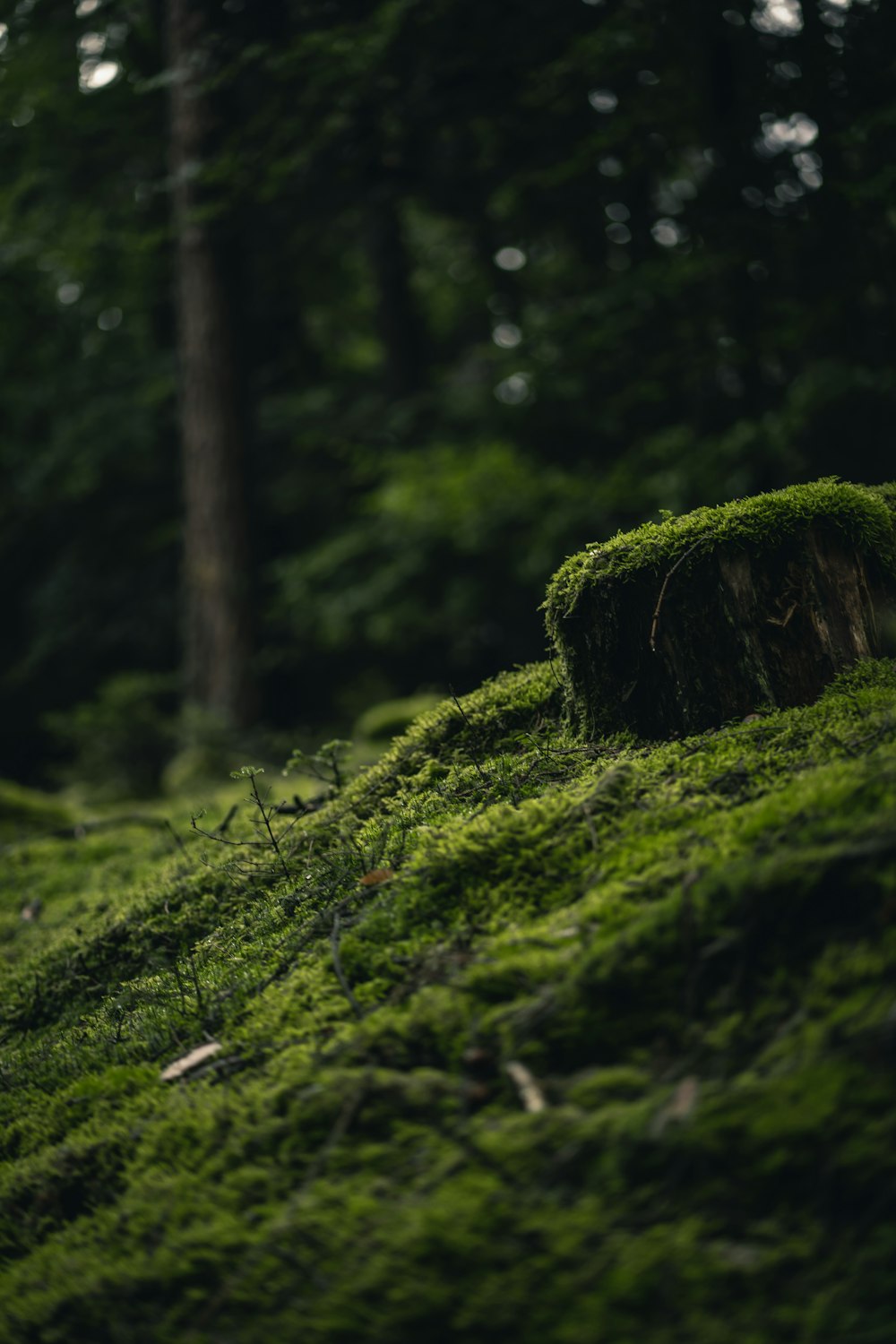 green moss on brown tree trunk