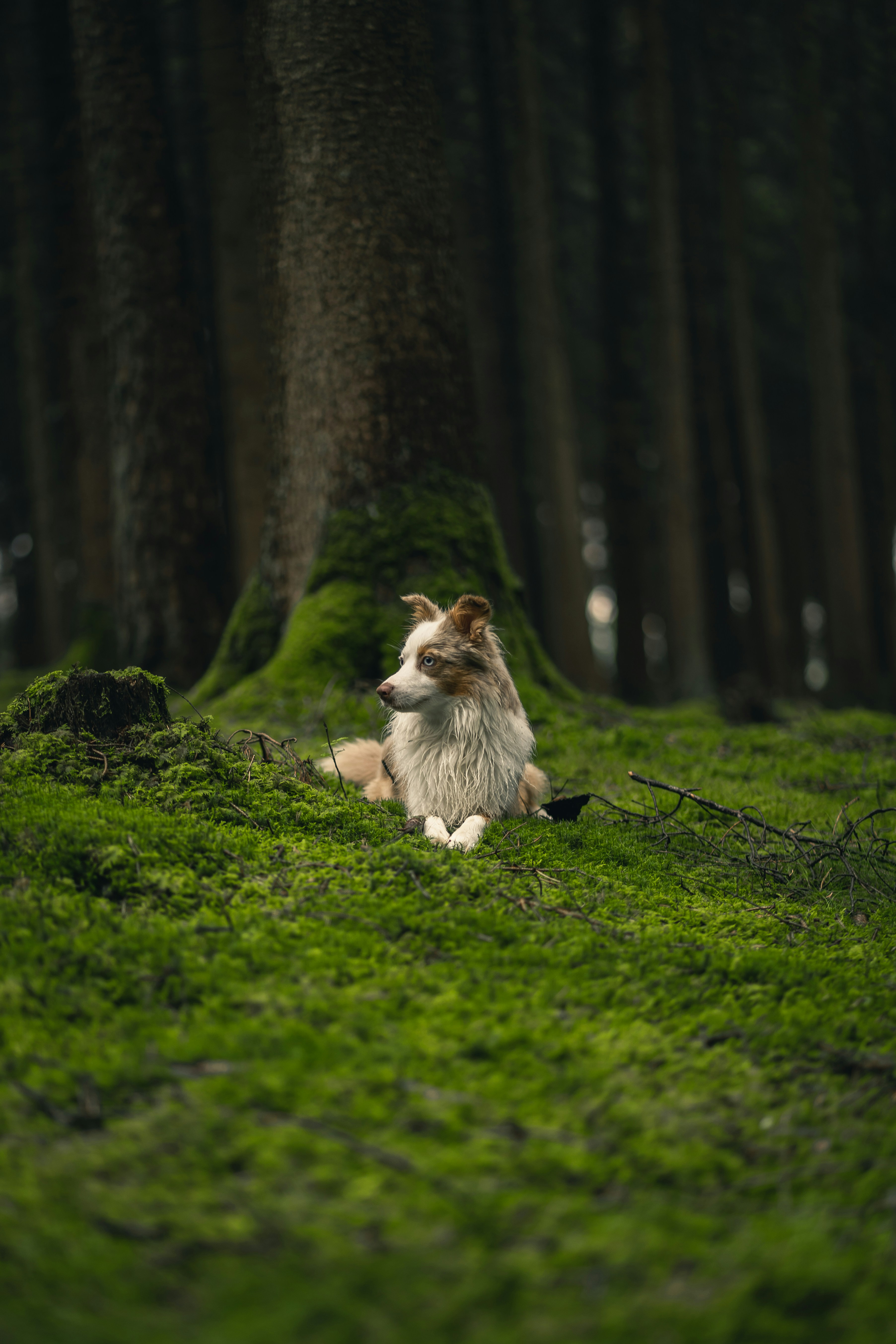 white and brown long coated dog sitting on green grass during daytime