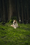 white and brown long coated dog sitting on green grass during daytime