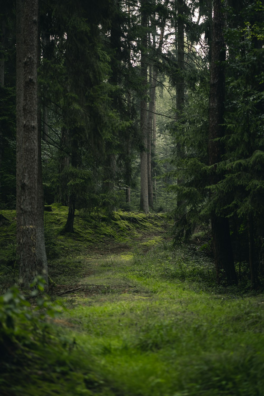 green grass field with trees