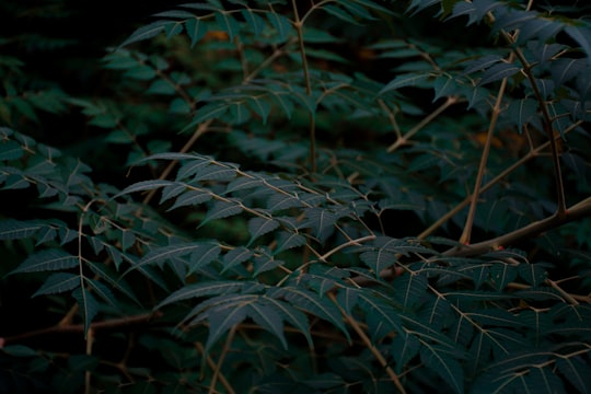 green leaves in close up photography in Babolsar Iran