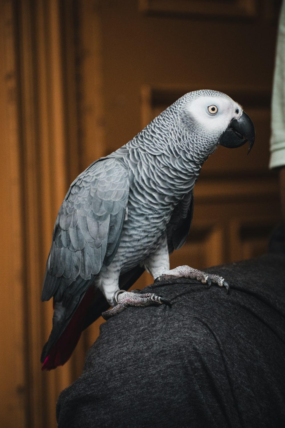 gray and white bird on black textile