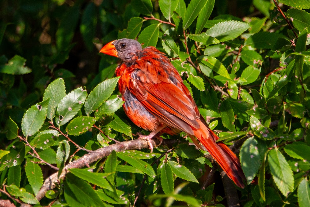 brown and black bird on tree branch during daytime