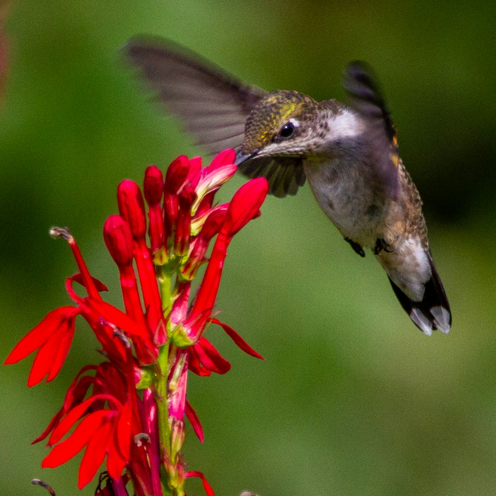 colibrí marrón volando cerca de flores rojas