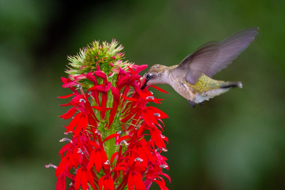 brown and white bird on red and green plant