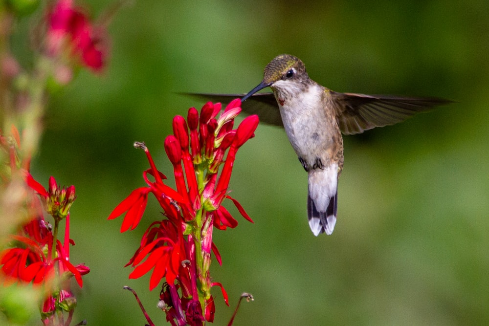beija-flor marrom e branco voando perto de flores vermelhas