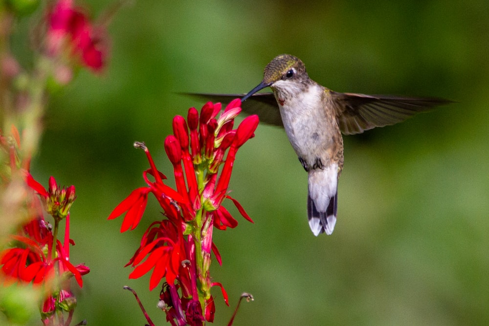 Braun-weißer Kolibri fliegt in der Nähe roter Blumen