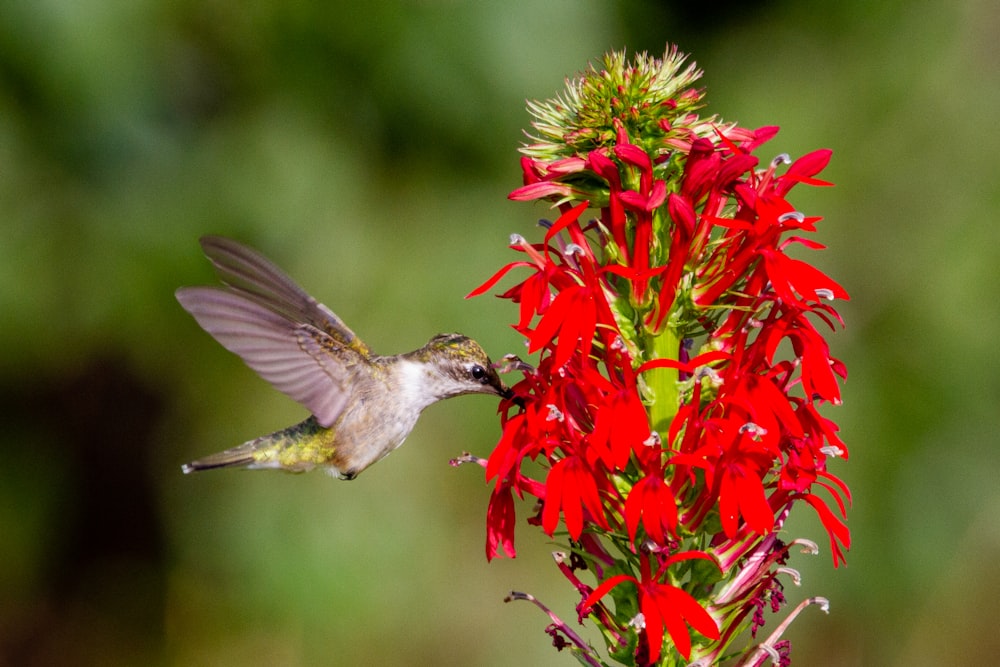 red and white bird flying near red flowers