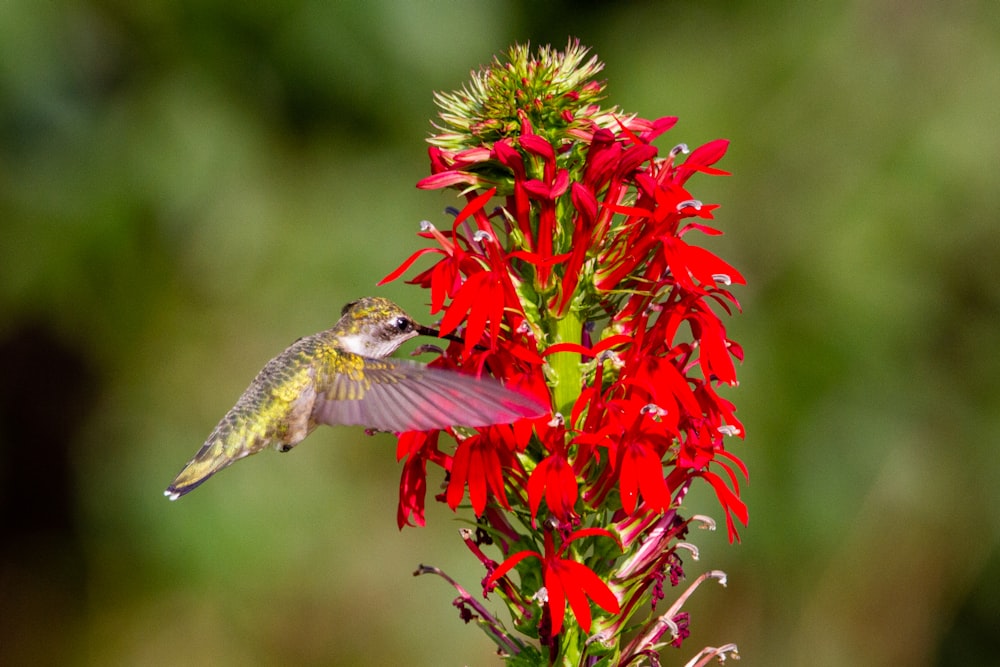 uccello verde e bianco che vola sopra i fiori rossi