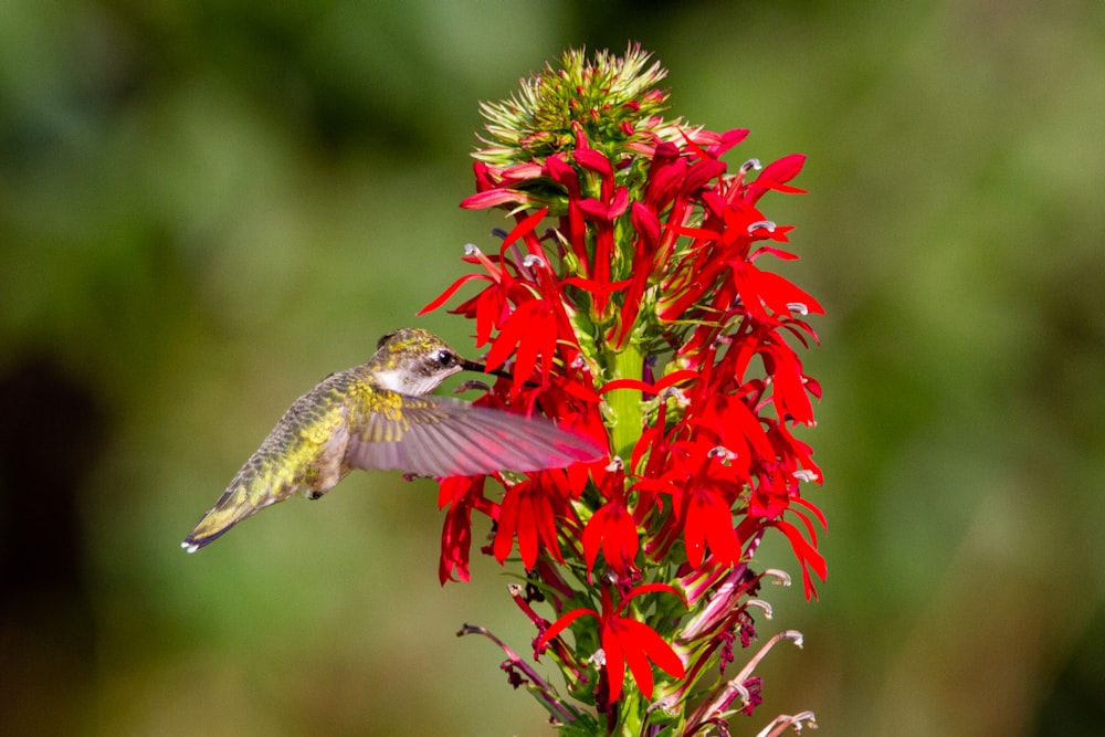 pájaro verde y blanco volando sobre flores rojas