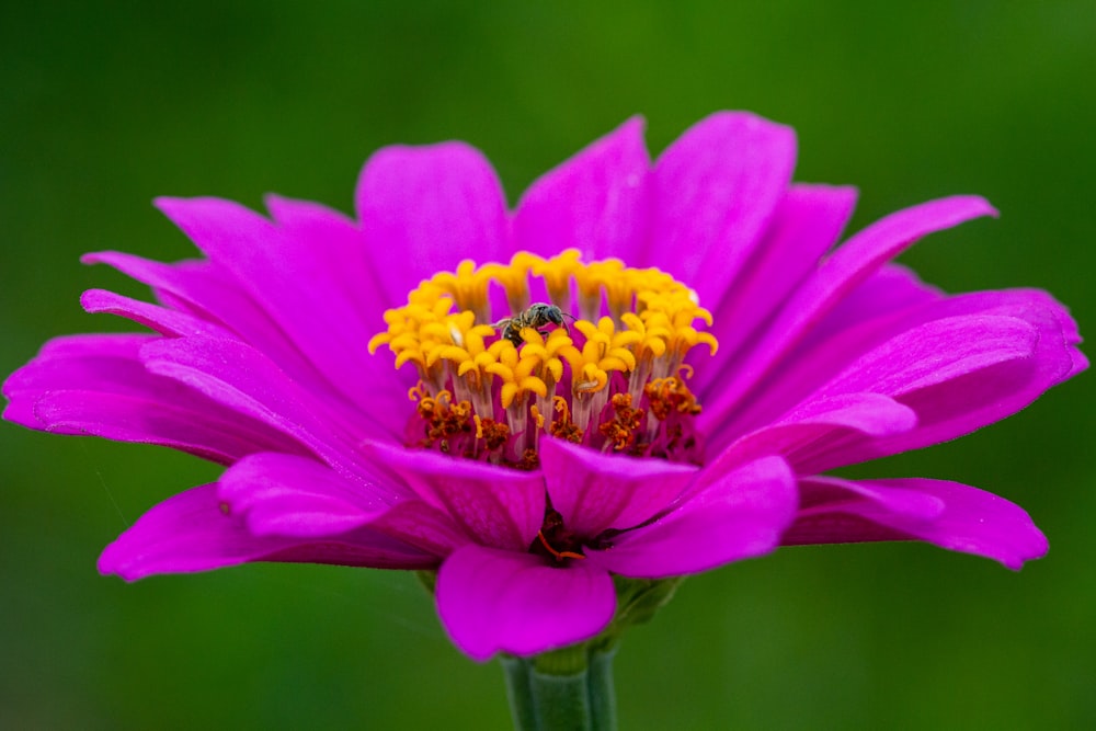 チルトシフトレンズのピンクの花