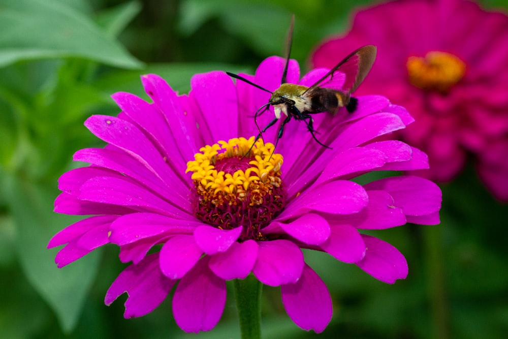 flor cor-de-rosa com abelha no topo