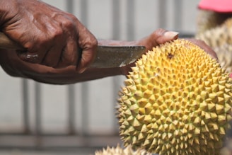 A person is holding a large knife, carefully cutting a durian fruit. The durian is yellow with distinctive spiky skin, and the close-up shot highlights the texture. The scene suggests an outdoor or market setting.