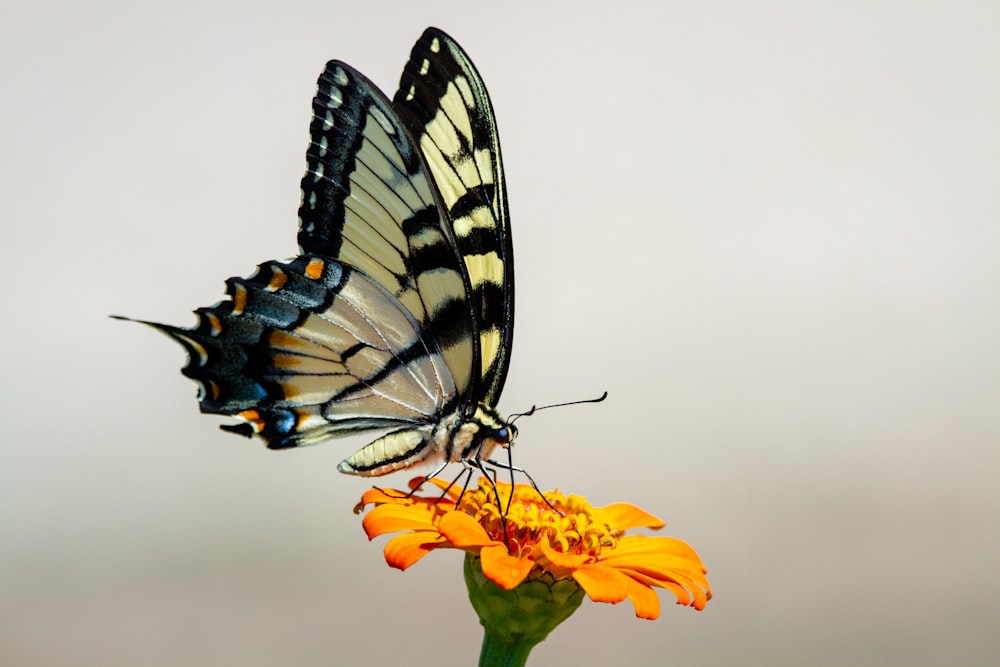 tiger swallowtail butterfly perched on yellow flower in close up photography during daytime