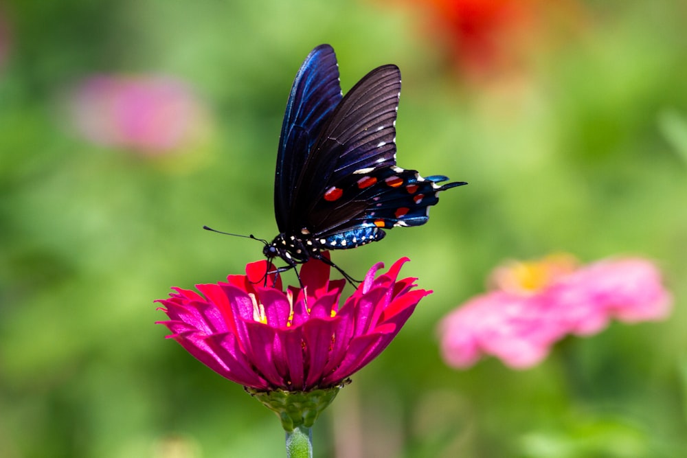 black and blue butterfly on pink flower