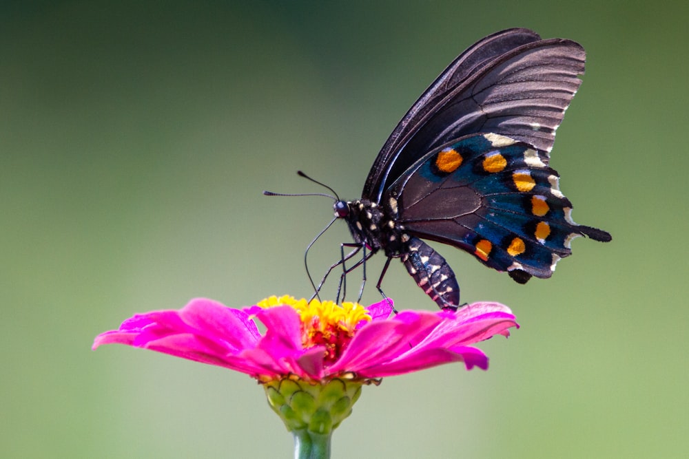 papillon noir et blanc sur fleur rose