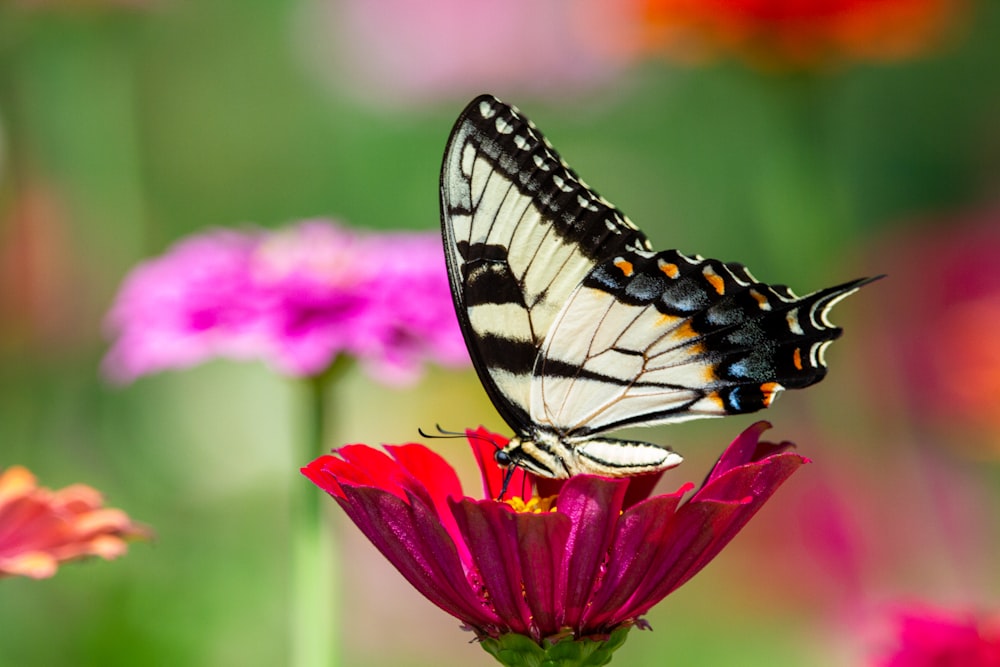 tiger swallowtail butterfly perched on pink flower in close up photography during daytime