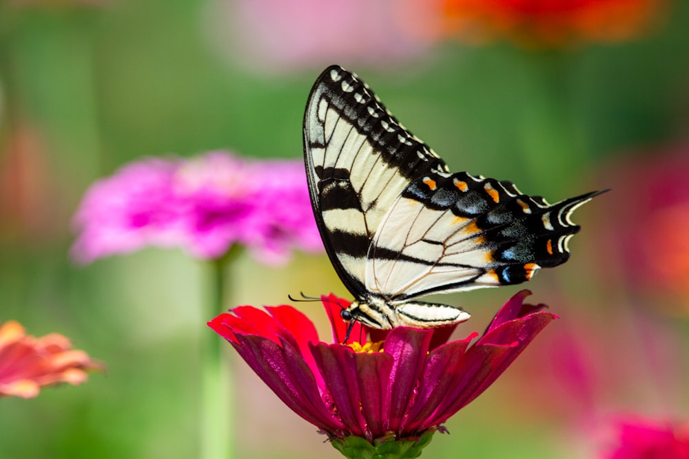 낮 동안 클로즈업 촬영에서 분홍색 꽃에 앉은 호랑이 호랑이 나비