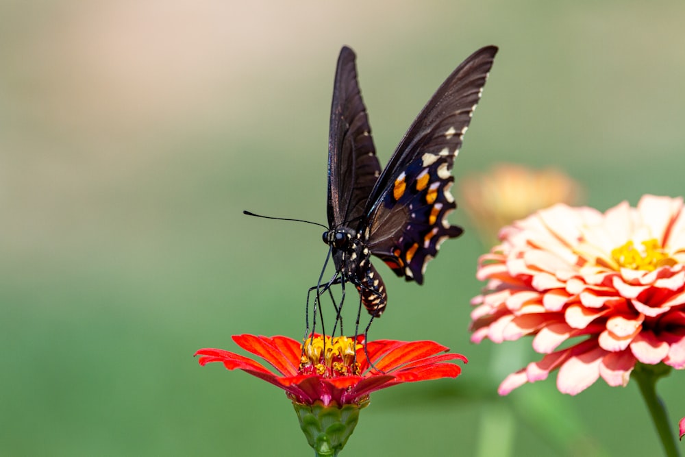 black and white butterfly on orange flower