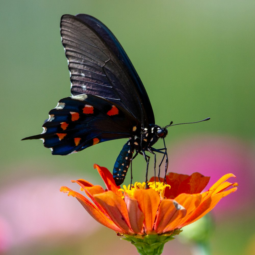 black and orange butterfly on yellow and red flower