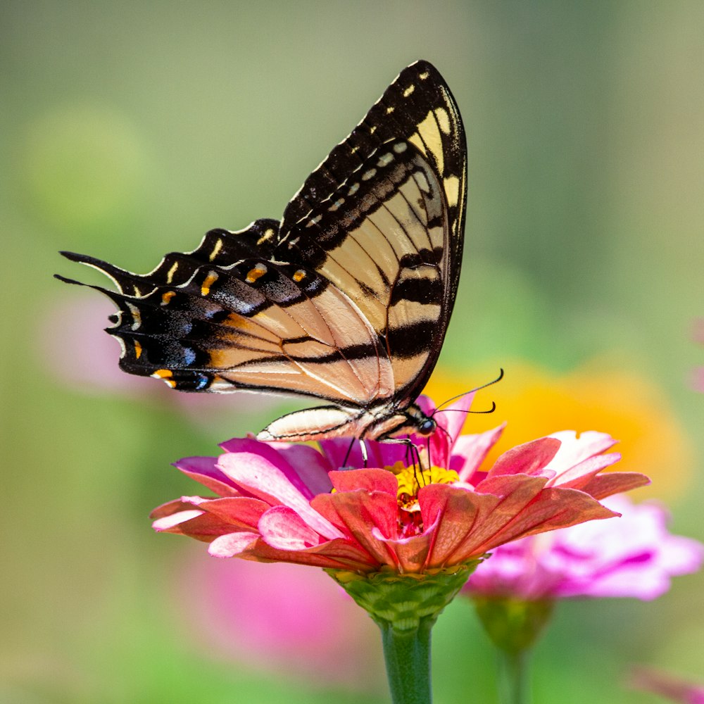 black and white butterfly on pink flower during daytime