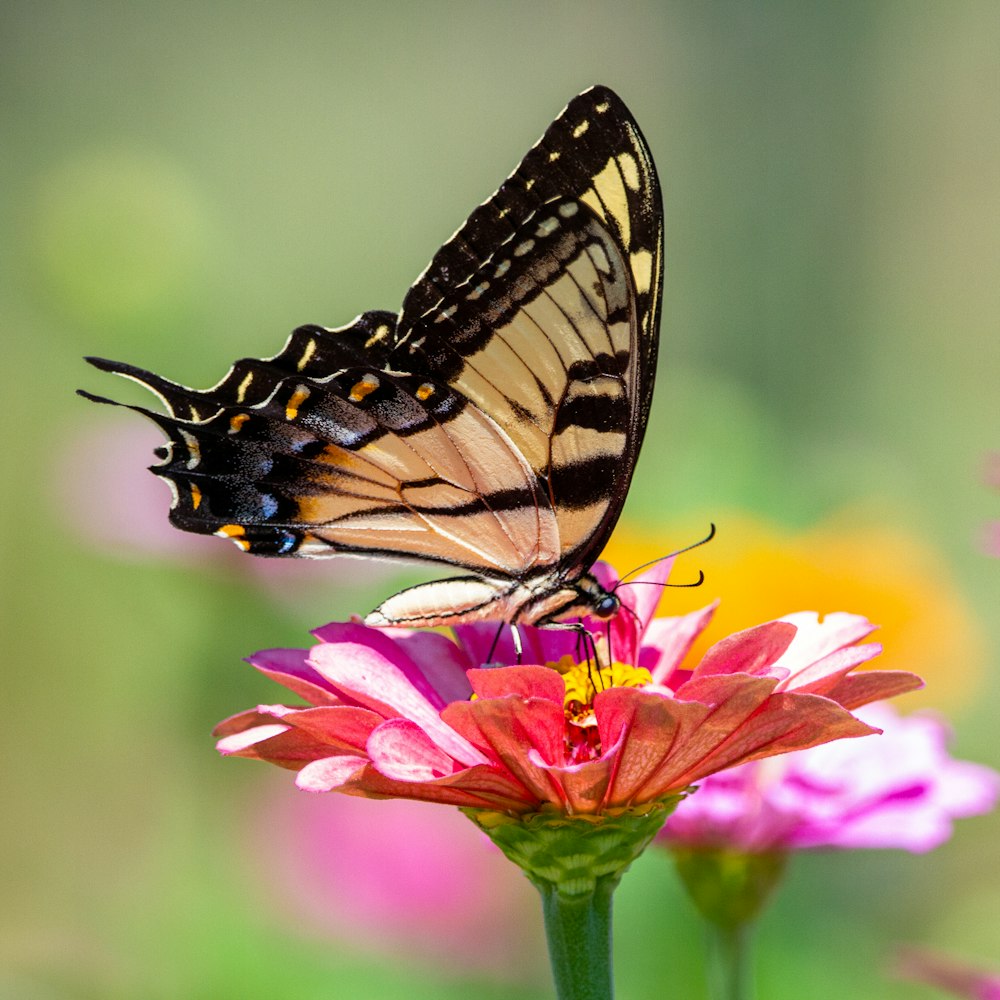 borboleta preta e branca na flor cor-de-rosa durante o dia