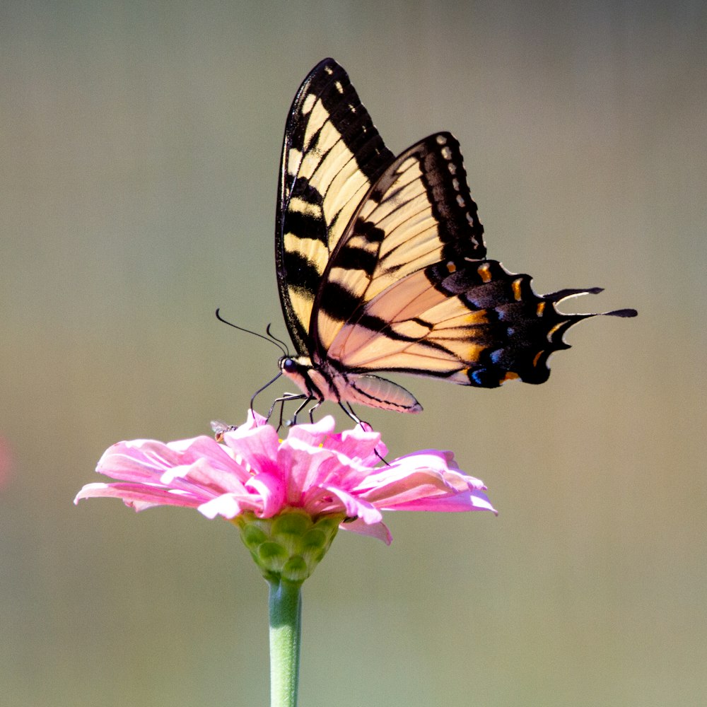 tiger swallowtail butterfly perched on pink flower in close up photography during daytime