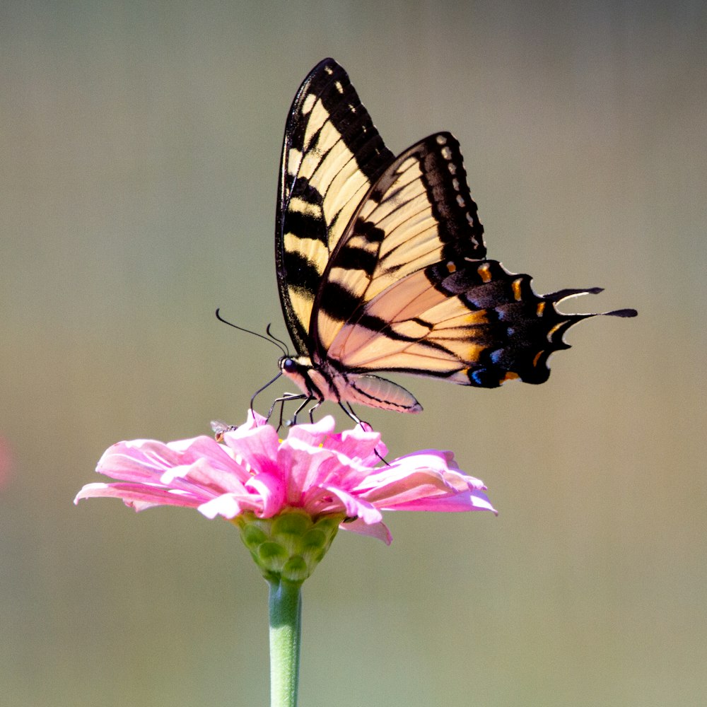 borboleta de cauda de andorinha do tigre empoleirada na flor rosa na fotografia de perto durante o dia