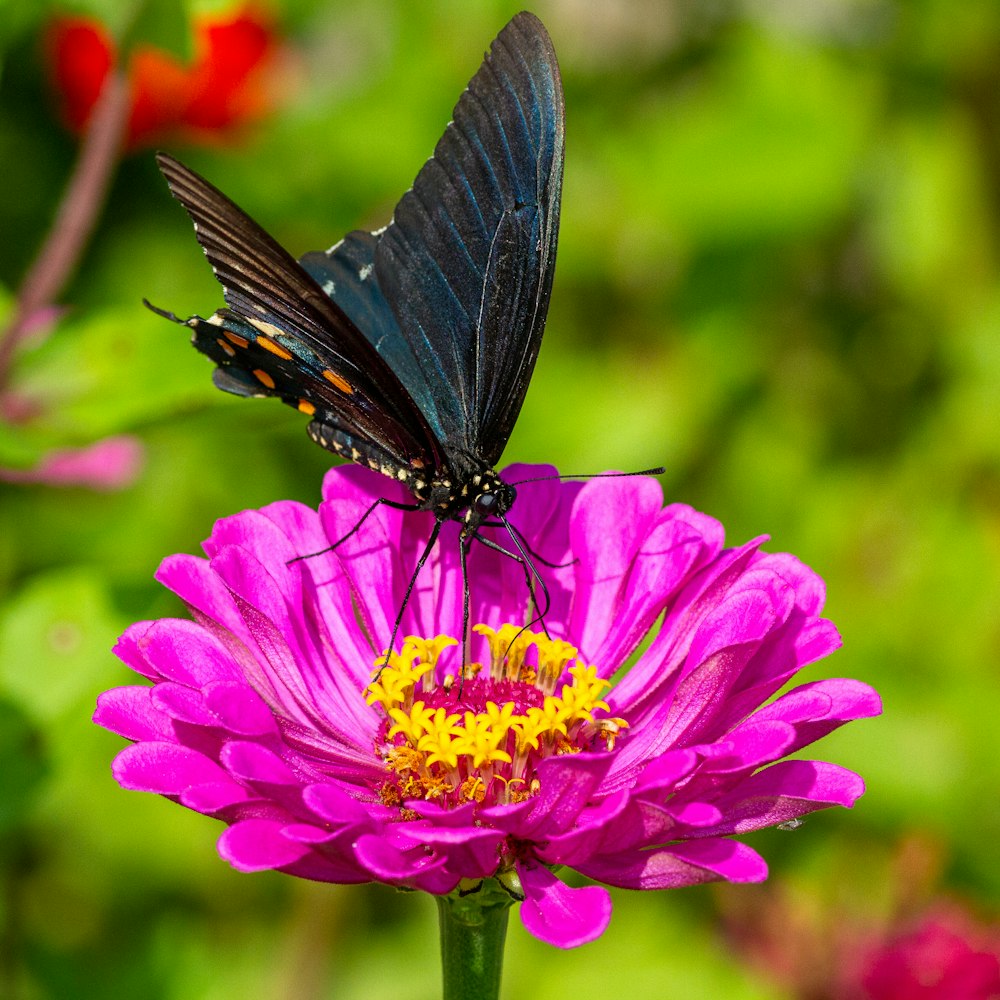 borboleta preta na flor roxa