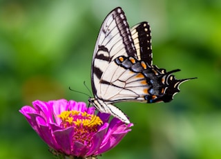 black white and orange butterfly perched on purple flower in close up photography during daytime