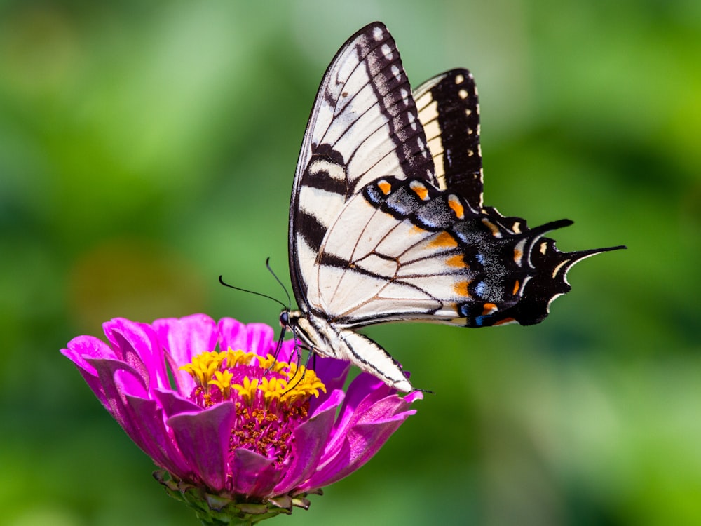 papillon noir, blanc et orange perché sur la fleur pourpre en gros plan photographie pendant la journée