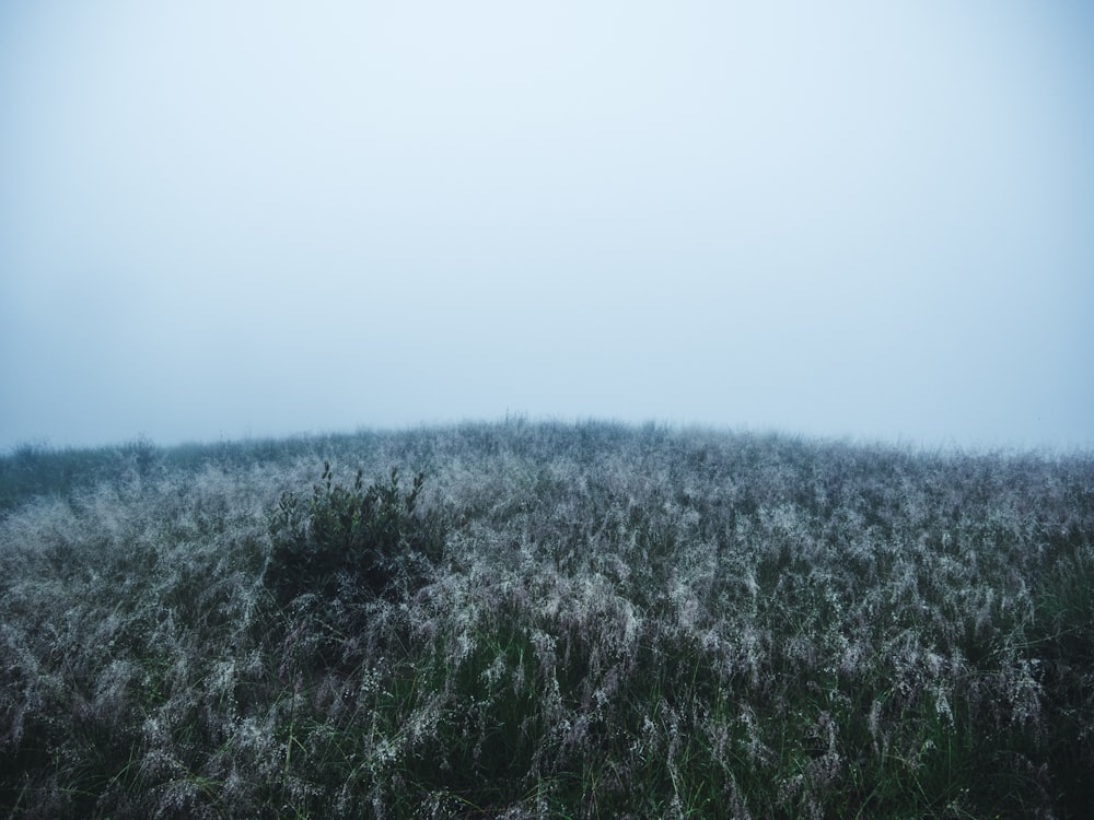 green grass field under white sky during daytime