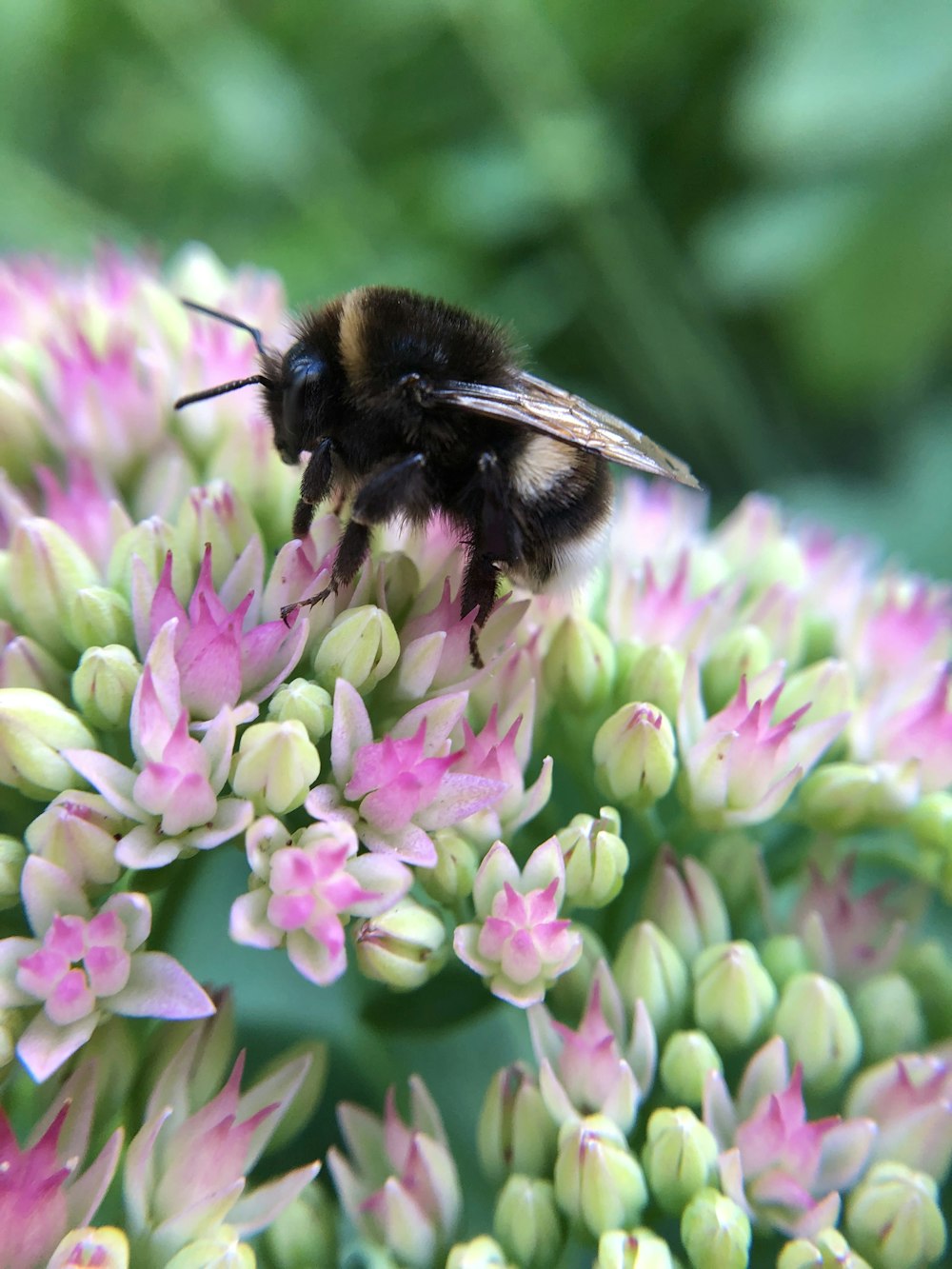 abeja negra y amarilla sobre flor rosada