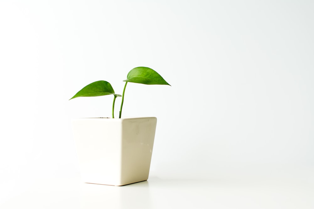 plante verte en pot blanc