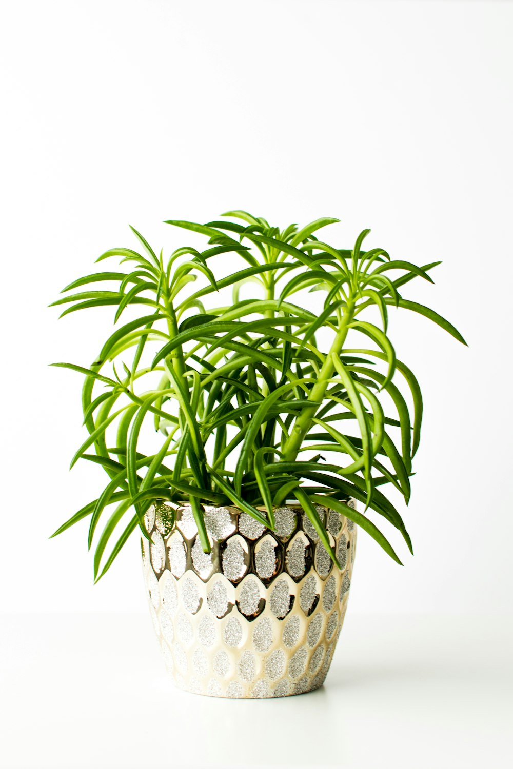 green plant on brown woven basket