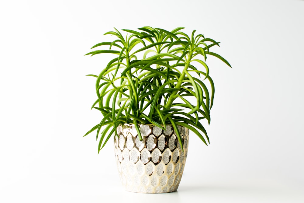 green plant in white ceramic pot