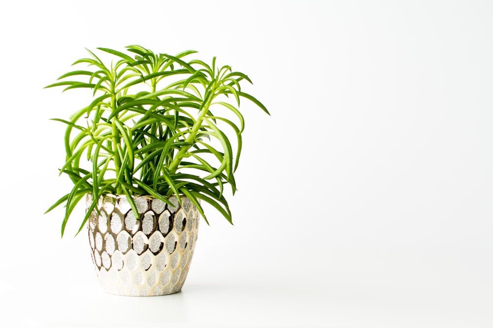 green plant in white ceramic pot