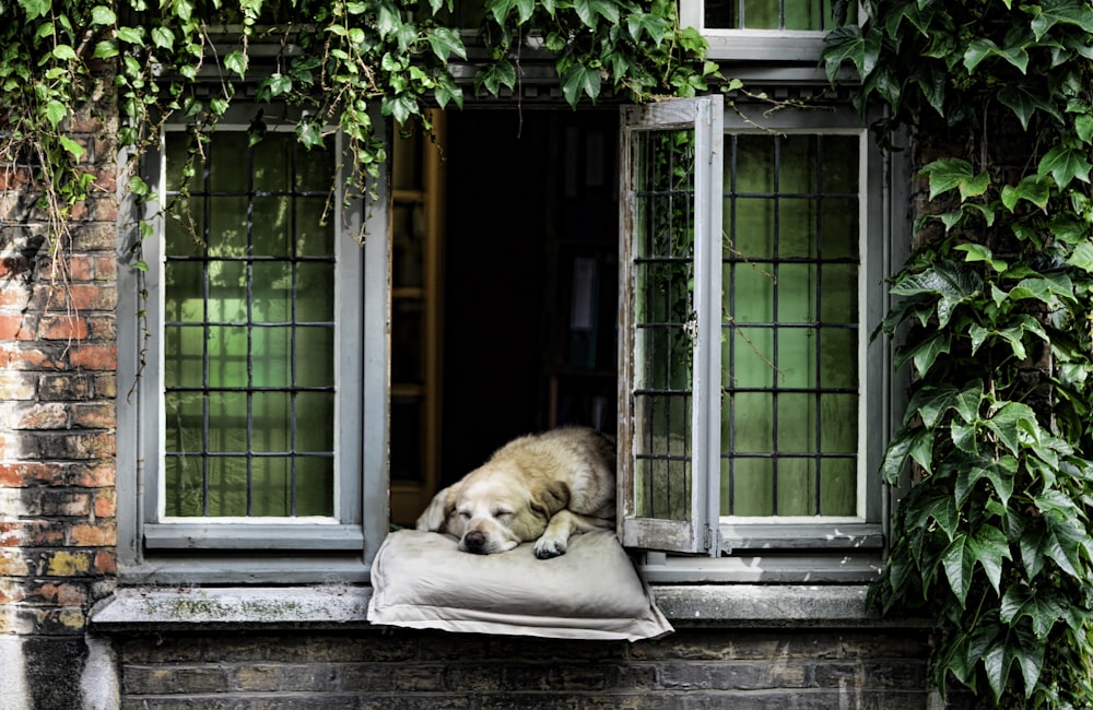 brown short coated dog lying on white textile