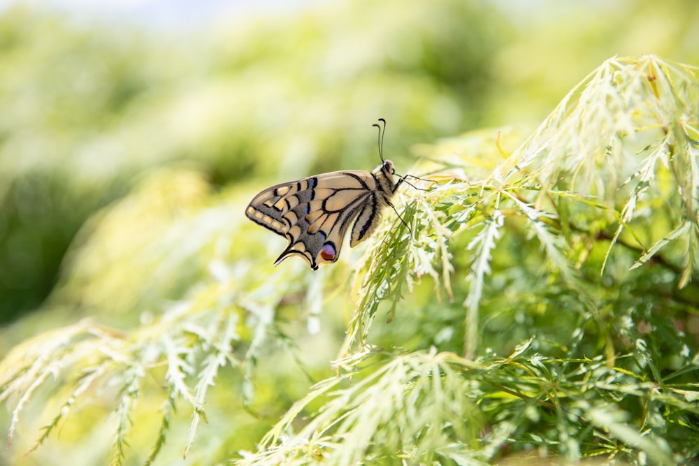 tiger swallowtail butterfly perched on green plant during daytime