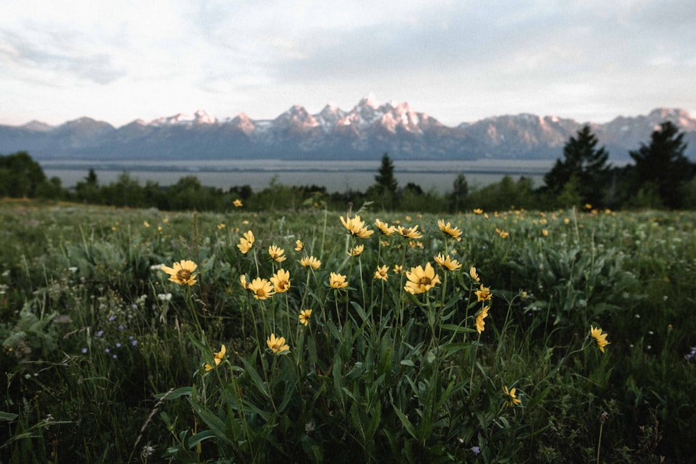 yellow flower field during daytime