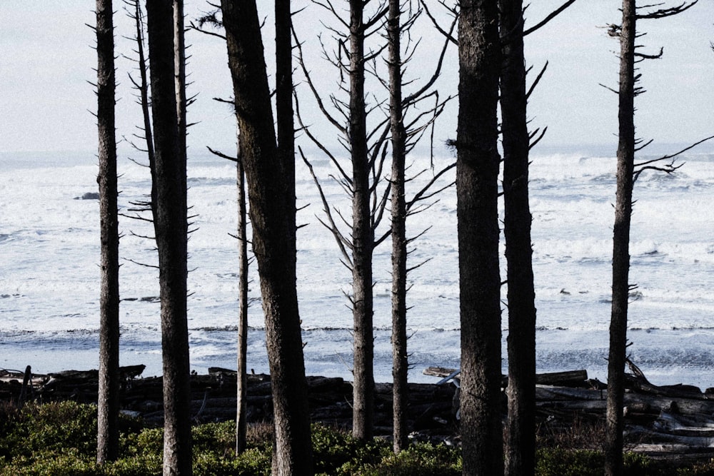 brown trees near body of water during daytime