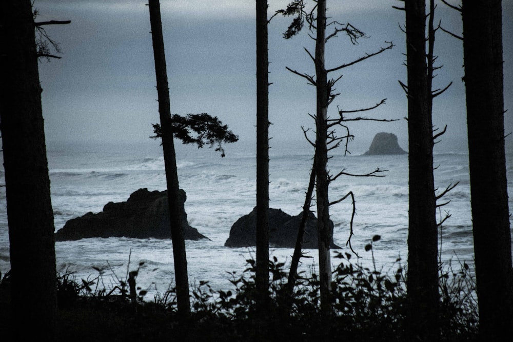 silhouette of trees near body of water during daytime