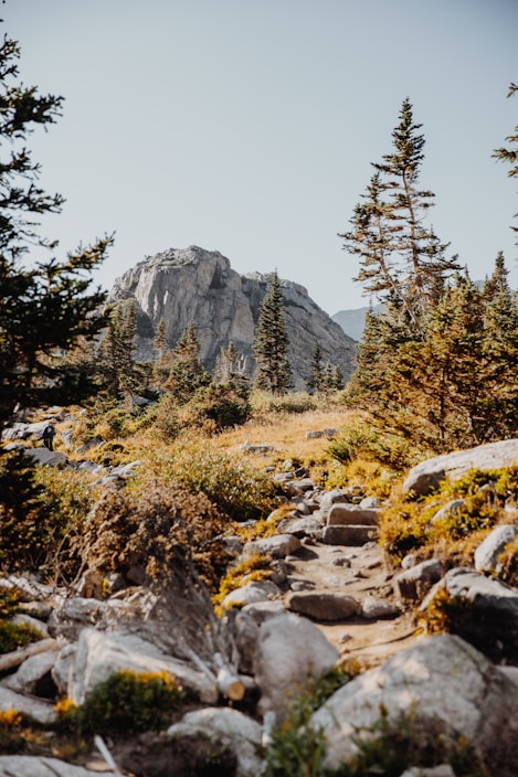 A scenic landscape featuring a rocky trail leading through a vibrant forest. Tall evergreen trees are scattered throughout the scene, with a prominent rocky mountain in the background under a clear blue sky. The area is filled with lush green vegetation and patches of yellow wildflowers, suggesting a calm and natural setting.