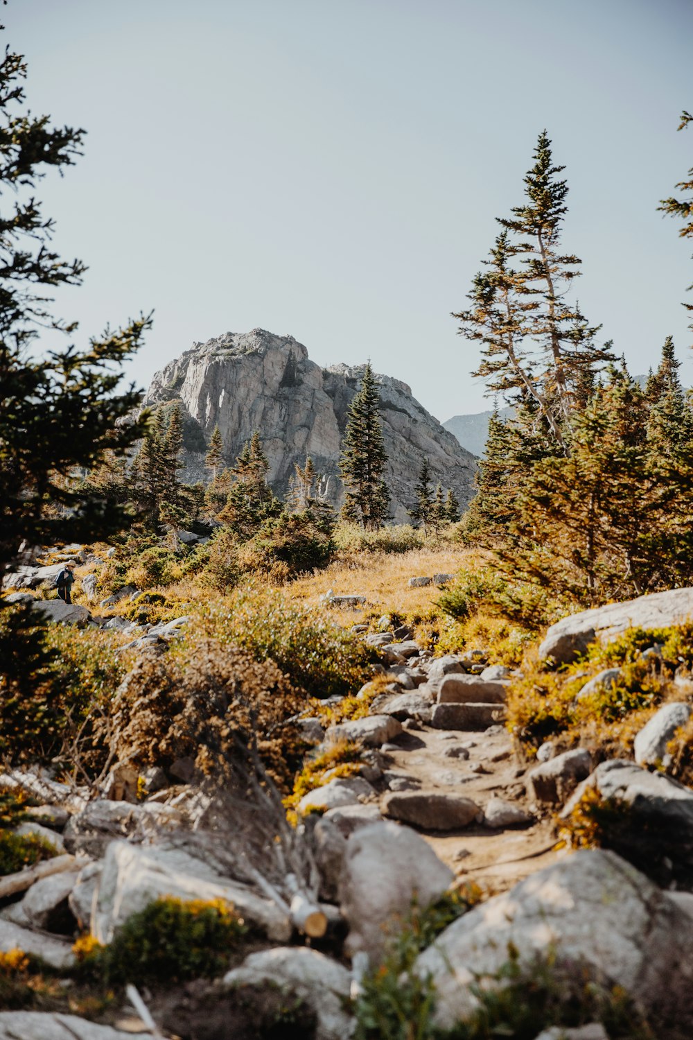 green pine trees near rocky mountain during daytime