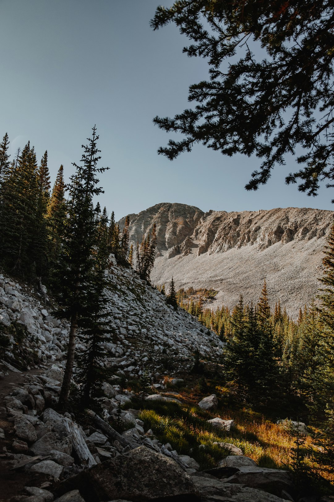 green pine trees on brown mountain during daytime