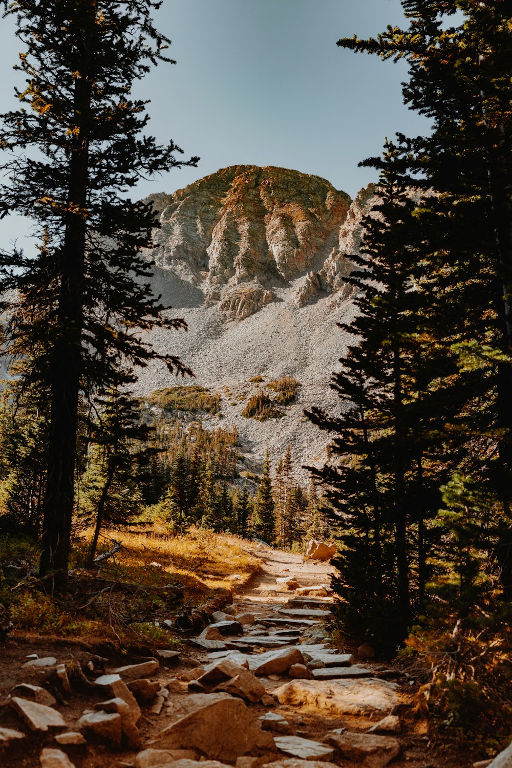 green trees near mountain during daytime