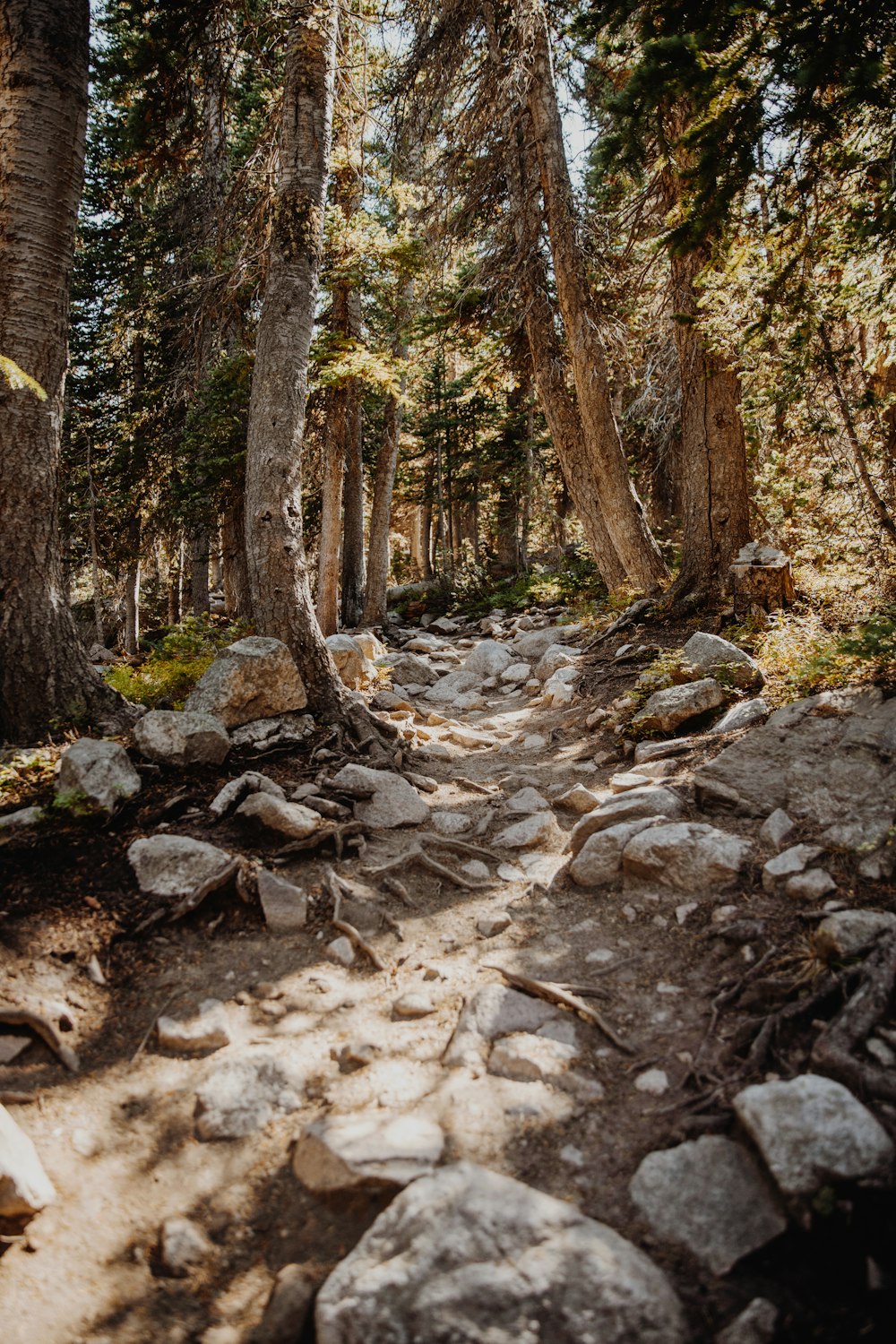 brown trees on brown soil during daytime