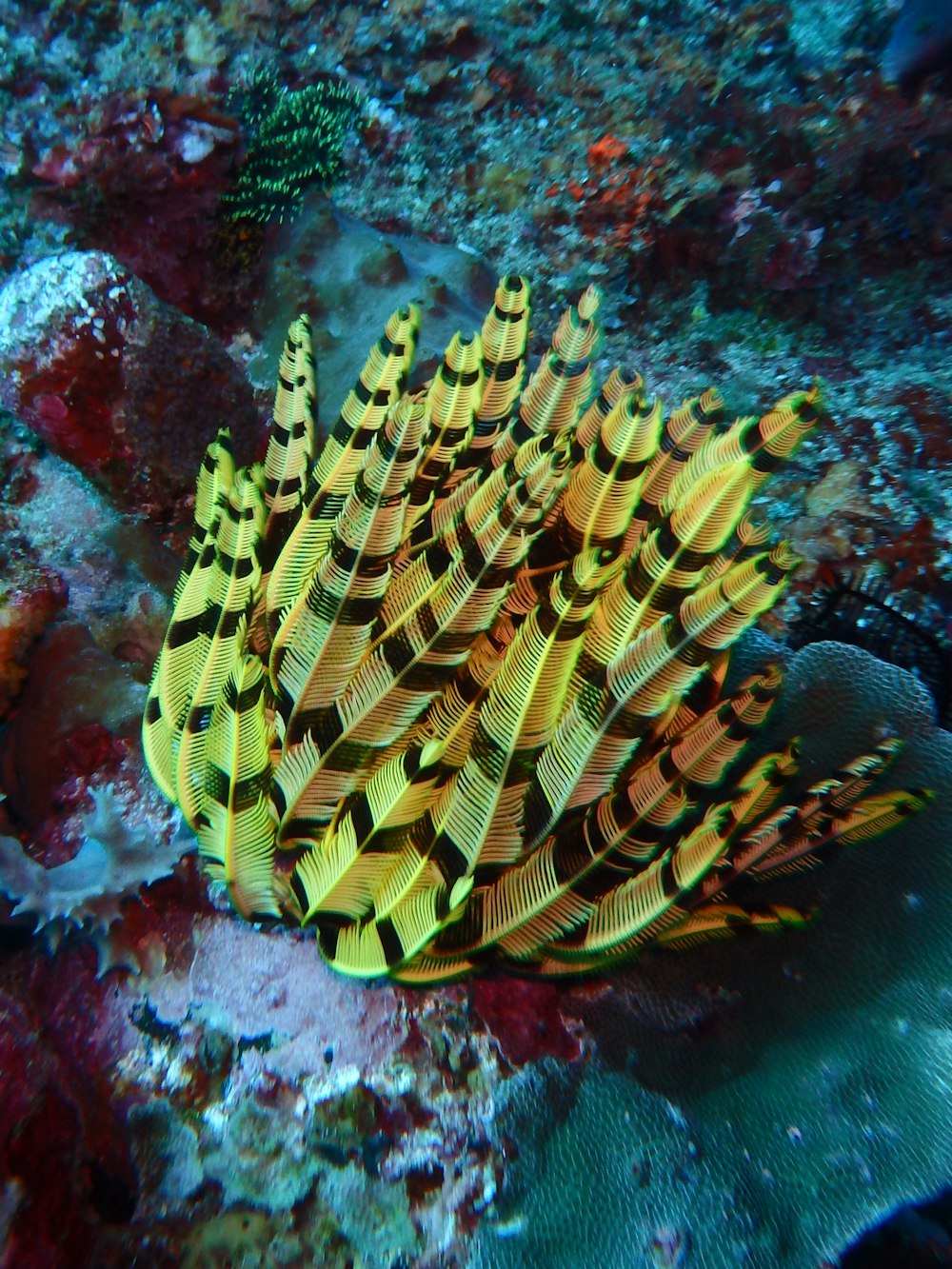 Arrecife de coral verde y amarillo