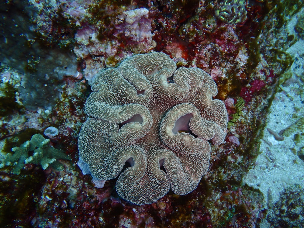 green coral reef in close up photography