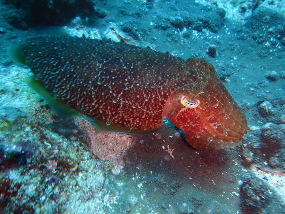 brown and white fish under water